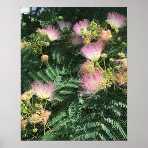 Poster de Mimosa Tree Blooms