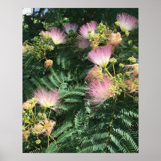 Poster de Mimosa Tree Blooms (Devant)