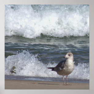 Poster de mouettes sur la plage