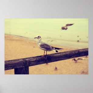 Poster de Möwe Ostsee Rügen