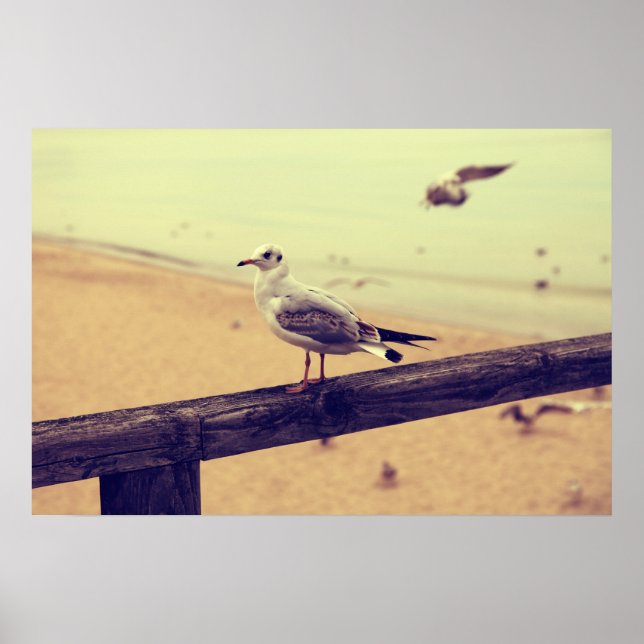 Poster de Möwe Ostsee Rügen (Devant)