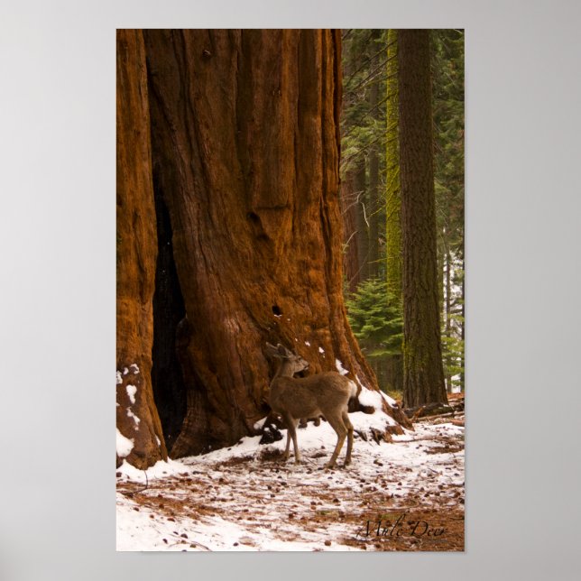 Poster de Mule Deer (Devant)