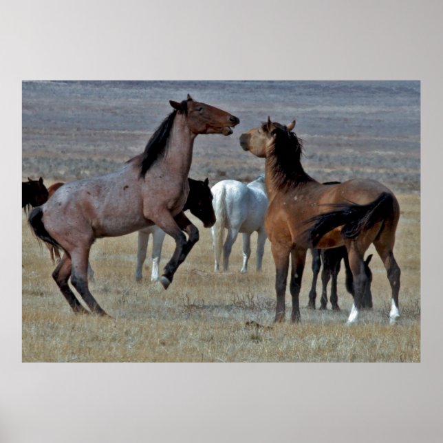 Poster de Mustangs (Devant)