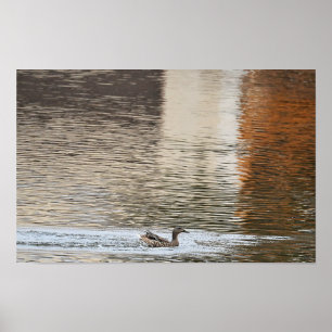Poster de natation de canard de Mallard