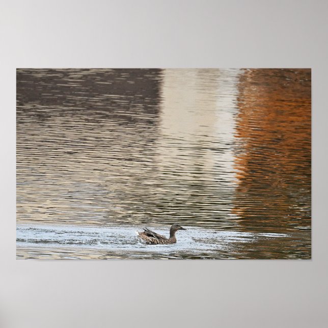 Poster de natation de canard de Mallard (Devant)