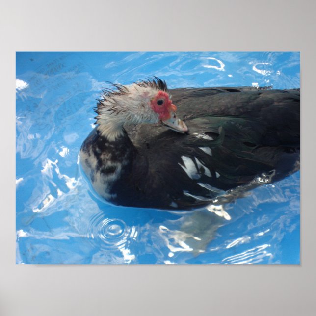 Poster de natation Muscovy Duck (Devant)