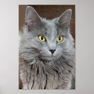 Poster de Nebelung Long-Haired Russian Blue Cat