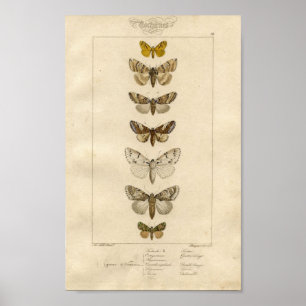 Poster de Nocturnes Specimen