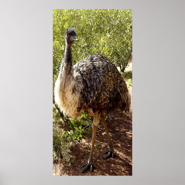 Poster de Nosy Emu (Devant)