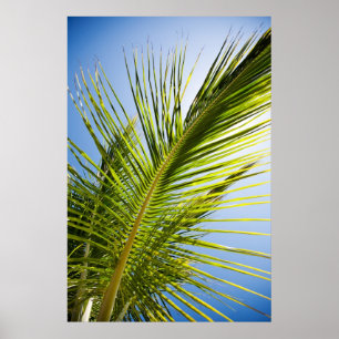 Poster de palmier/imprimé de toile