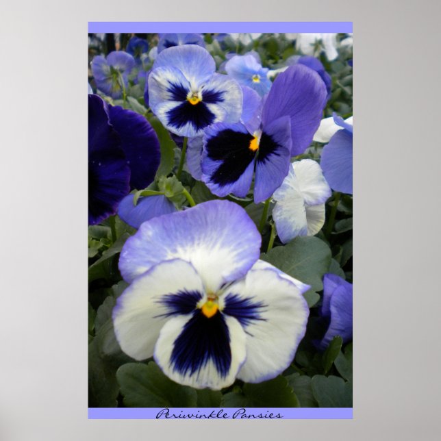 Poster de Pansies de périphérique (Devant)