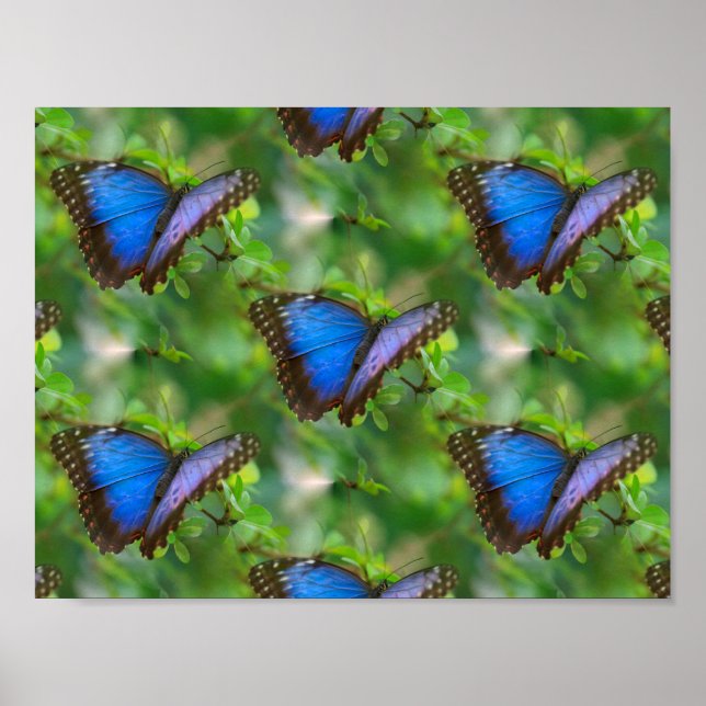 Poster de papillon bleu (Devant)