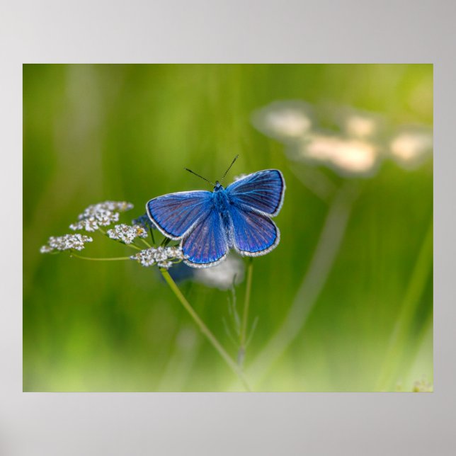 Poster de papillon bleu (Devant)