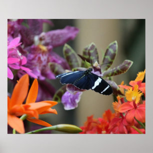 Poster de papillon bleu tropical