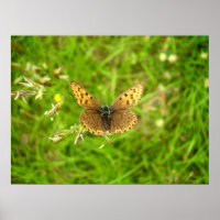 Poster de papillon en cuivre à bords pourpres