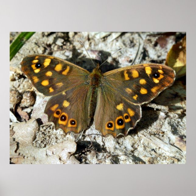 Poster de papillon Lasiommata Westwood (Devant)