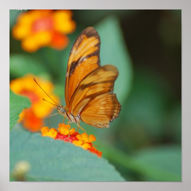 Poster de papillon minuscule orange (Devant)