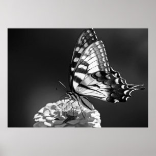 Poster de papillon noir et blanc