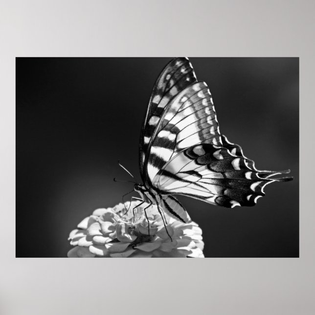 Poster de papillon noir et blanc (Devant)