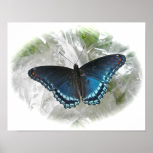 Poster de papillon rouge pourpre tacheté