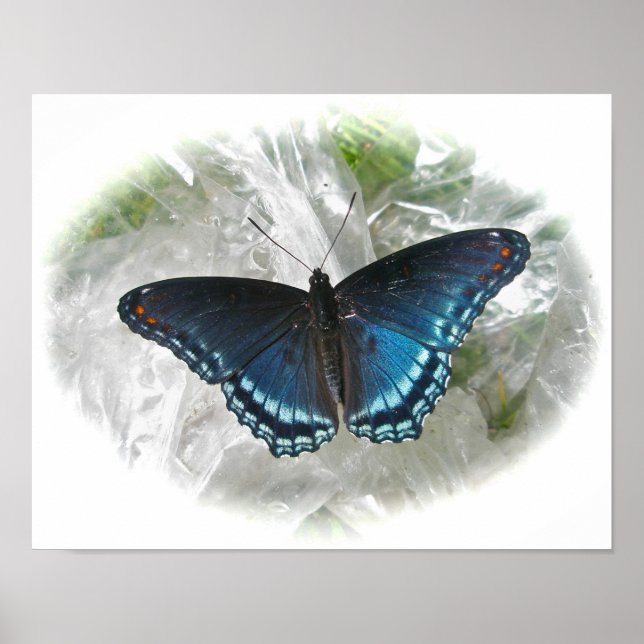 Poster de papillon rouge pourpre tacheté (Devant)