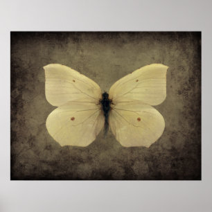 poster de papillon sépia vintage