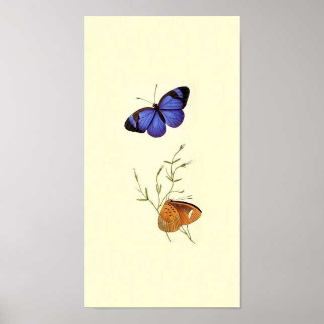 Poster de papillon vintage (Devant)