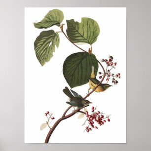 Poster de Paruline Audubon Vintage inhabituel