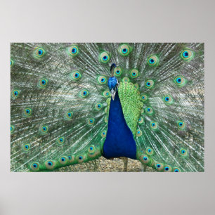 Poster de Peacock Homme