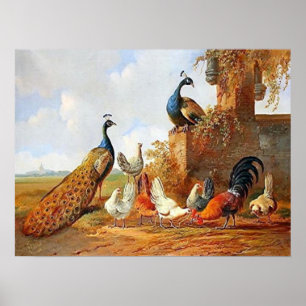 Poster de Peacocks et poulets