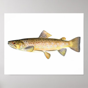 Poster de pêche - Poisson Brown de truite