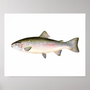 Poster de pêche - Poisson de truite arc-en-ciel