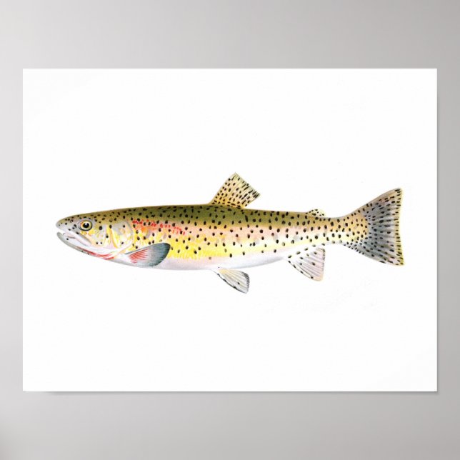 Poster de pêche - Poisson de truite de montagne (Devant)