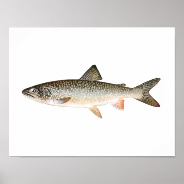 Poster de pêche - Poisson de truite du lac (Devant)
