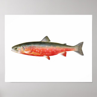 Poster de pêche - Sunapee Truite Poisson