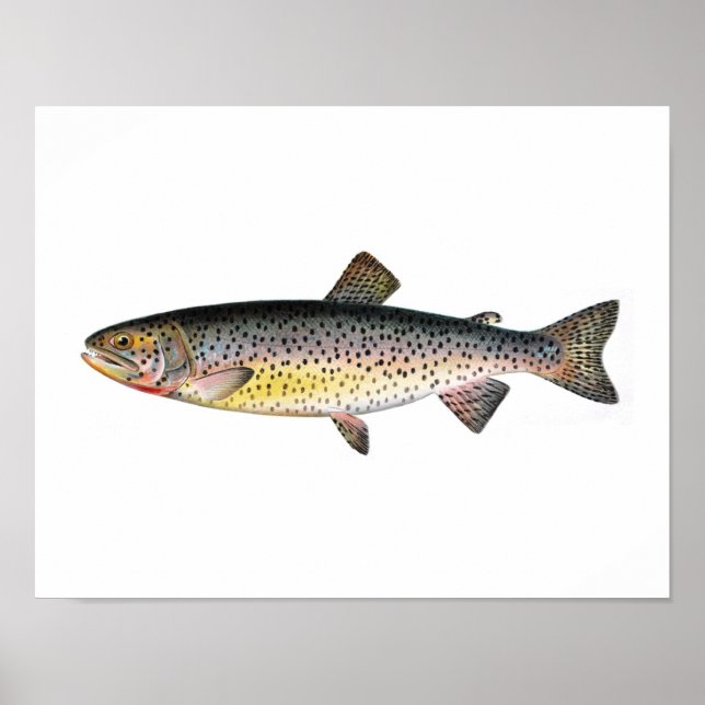 Poster de pêche - Tahoe Truite Poisson (Devant)