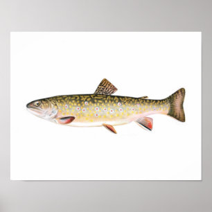 Poster de pêche - Truite de ruisseau Poisson femel