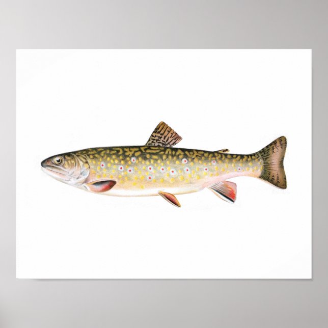 Poster de pêche - Truite de ruisseau Poisson femel (Devant)