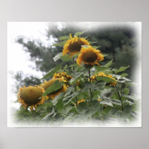 Poster de peinture à l'aquarelle des tournesols gé