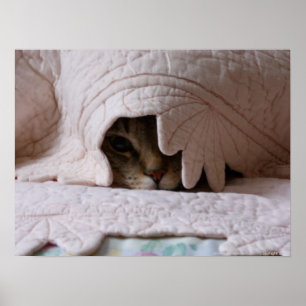 Poster de Pékin Tom