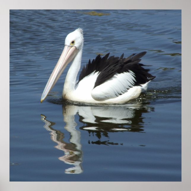 Poster de Pélican (Devant)