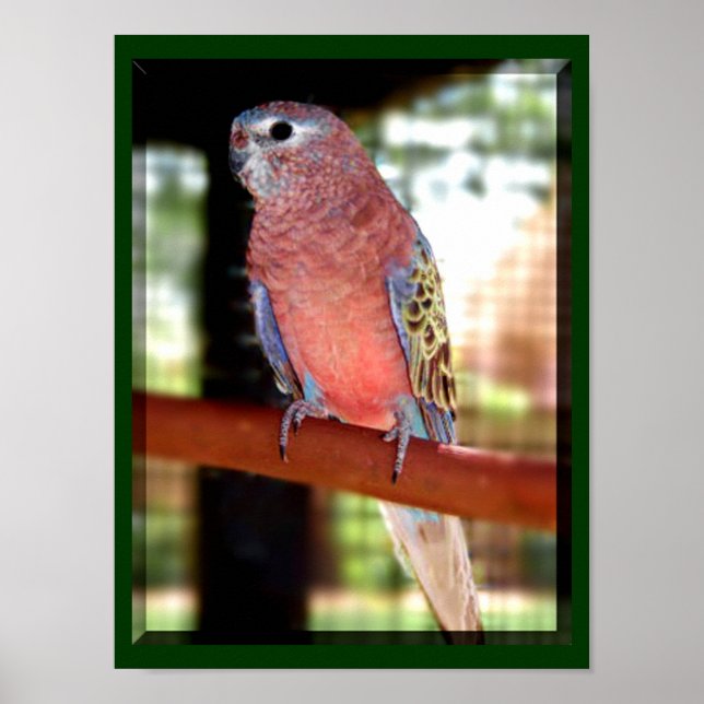 Poster de perroquets (Devant)