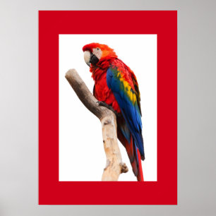 Poster de perroquets