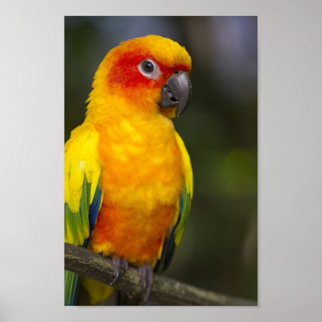 Poster de perroquets Sun Conure (Devant)