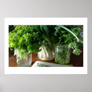 Poster de persil, de cilantro et d'oignons verts