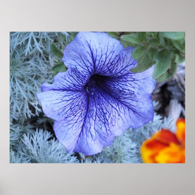 Poster de Petunia violet (Devant)