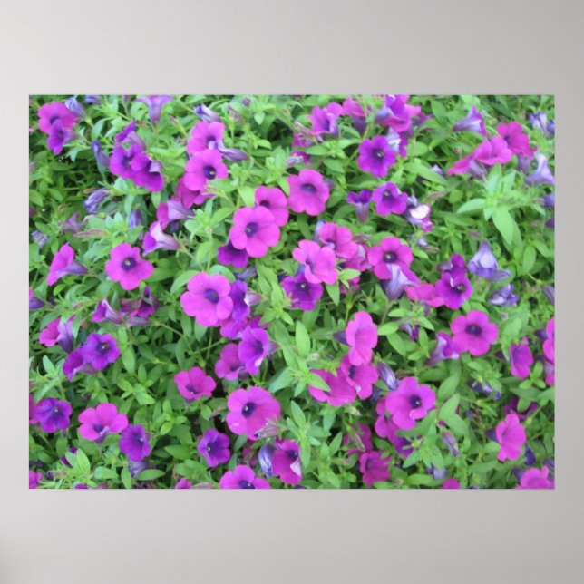 Poster de Petunias violet (Devant)