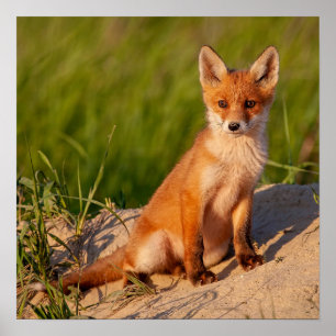 Poster de photo de la faune adorable Baby Fox