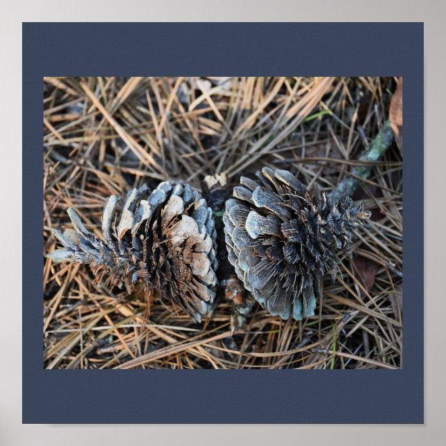 Poster de Pinecones (Devant)