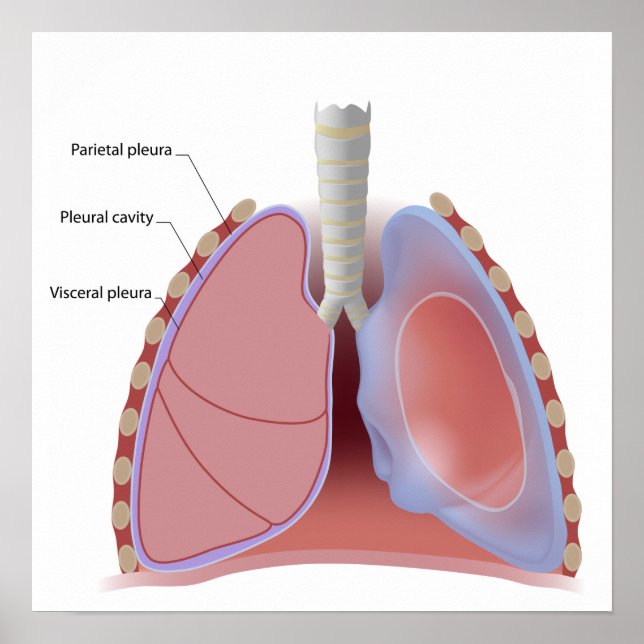 Poster de pléura pulmonaire et de cavité pleurale (Devant)